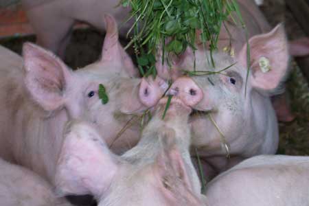 Schweine beim Grünfutter essen
