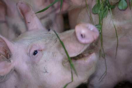 Schweine beim Grünfutter essen